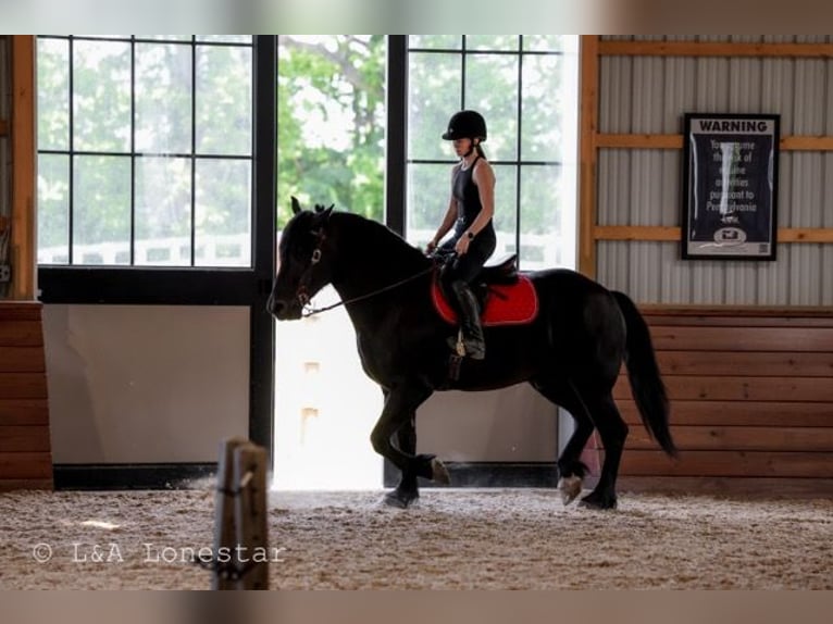Frison Croisé Hongre 5 Ans Noir in Needmore