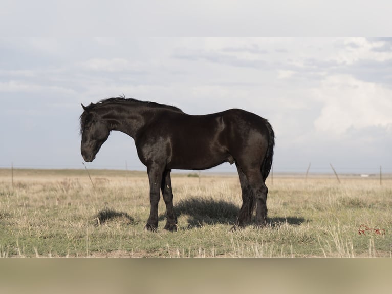 Frison Hongre 5 Ans Noir in Sweet Springs MO