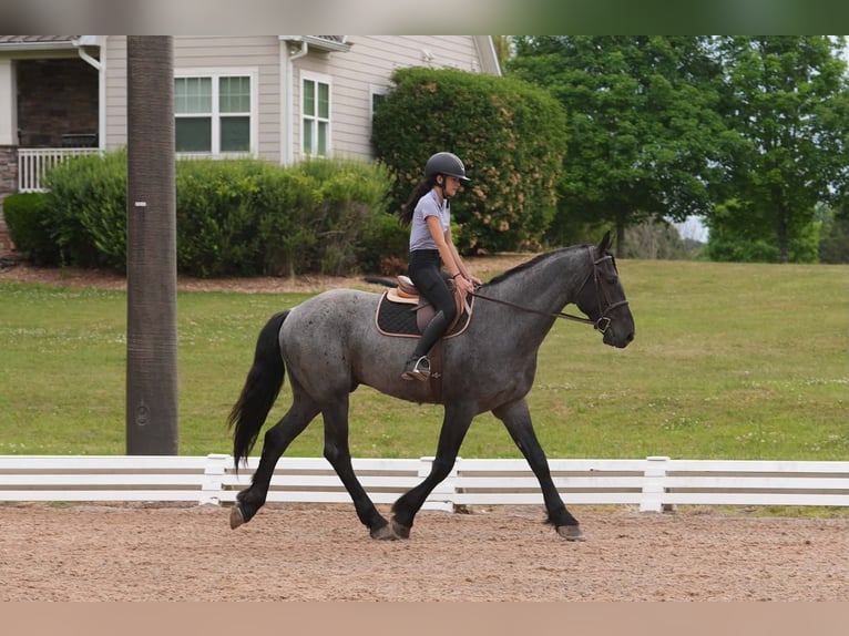 Frison Croisé Hongre 5 Ans Rouan Bleu in Clover, SC