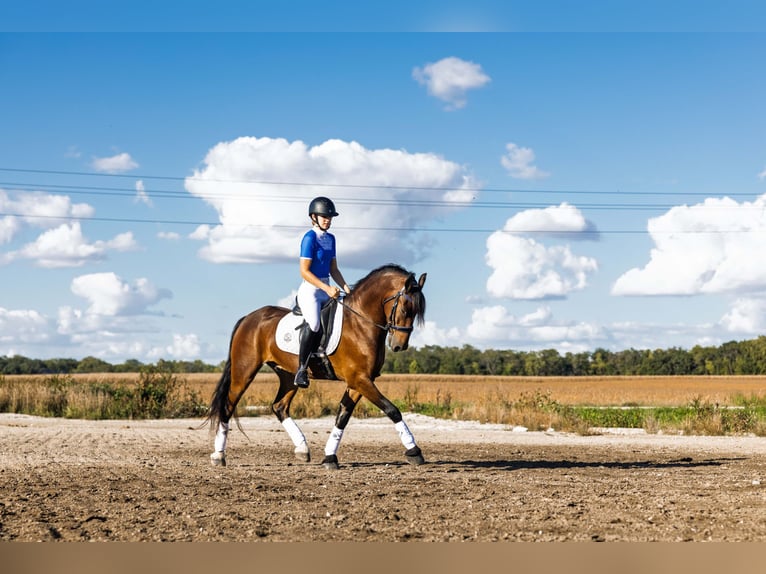 Frison Hongre 6 Ans 150 cm Bai cerise in Ames