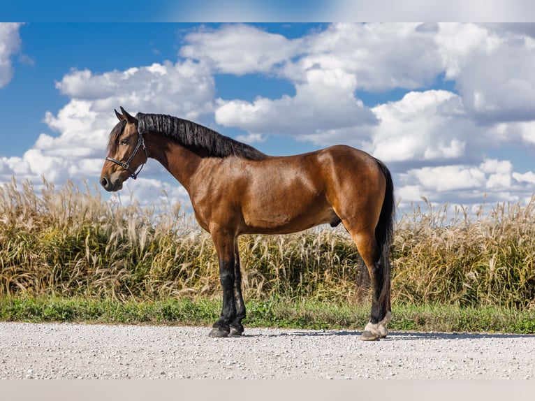 Frison Hongre 6 Ans 150 cm Bai cerise in Ames