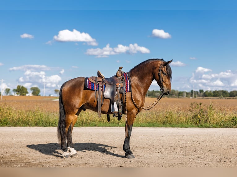 Frison Hongre 6 Ans 150 cm Bai cerise in Ames
