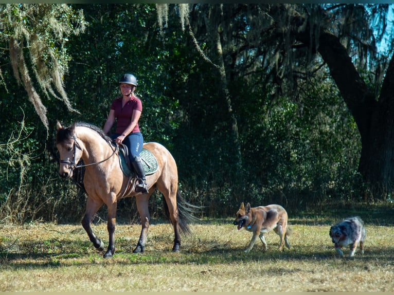 Frison Hongre 6 Ans 152 cm Buckskin in Ocala