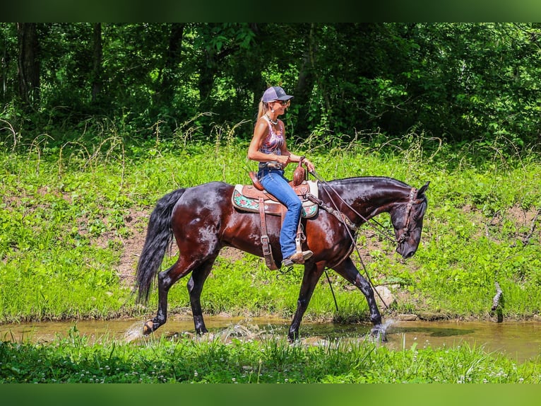 Frison Hongre 6 Ans 152 cm Noir in Flemingsburg KY