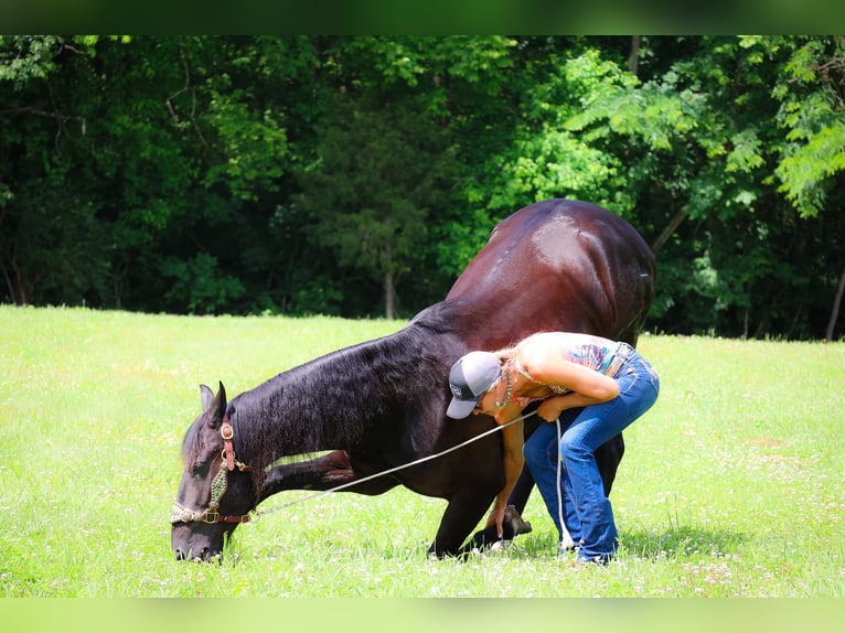 Frison Hongre 6 Ans 152 cm Noir in Flemingsburg KY