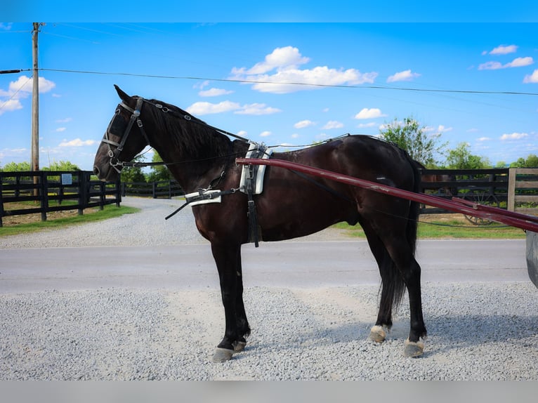 Frison Hongre 6 Ans 152 cm Noir in Flemingsburg KY