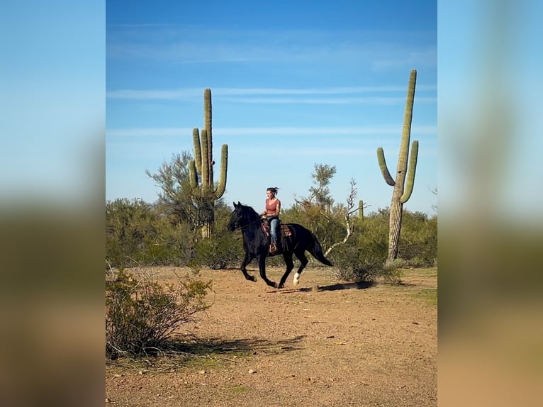 Frison Croisé Hongre 6 Ans 155 cm Noir in Marana