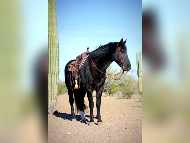 Frison Croisé Hongre 6 Ans 155 cm Noir in Marana