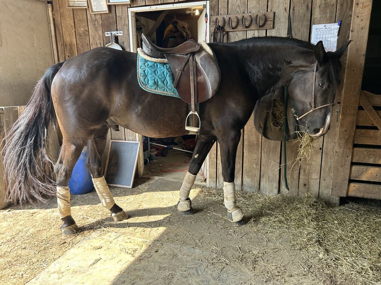 Frison Hongre 6 Ans 155 cm Noir in Albion