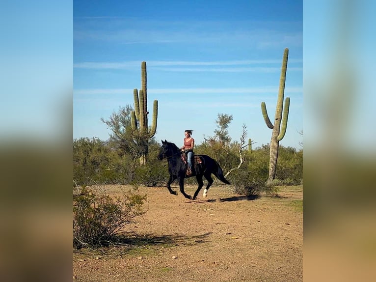 Frison Hongre 6 Ans 155 cm Noir in Marana