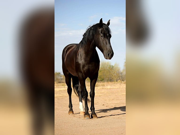 Frison Hongre 6 Ans 155 cm Noir in Marana
