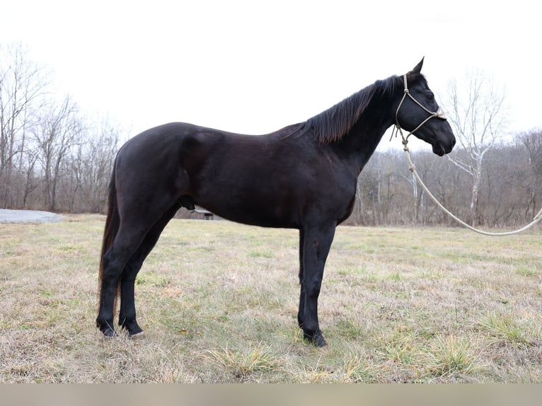 Frison Hongre 6 Ans 155 cm Noir in Flemmingsburg KY