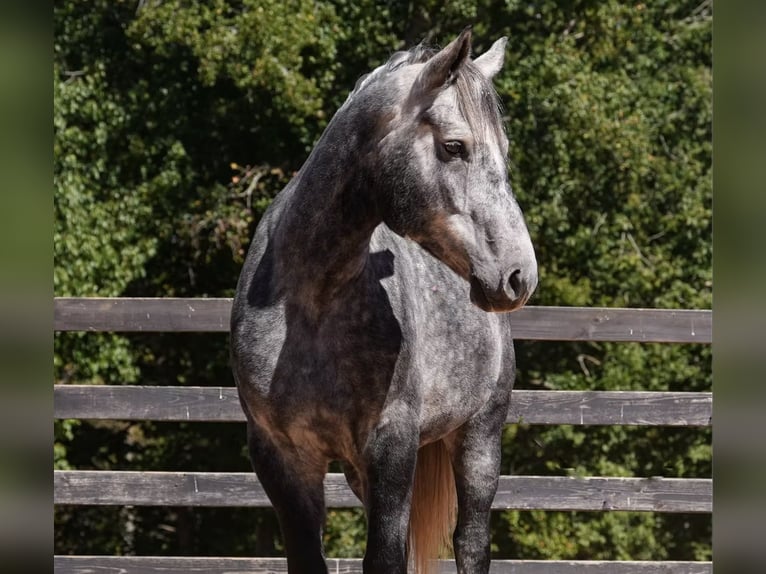 Frison Croisé Hongre 6 Ans 157 cm Gris in Clover