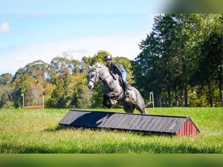 Frison Croisé Hongre 6 Ans 157 cm Gris in Clover