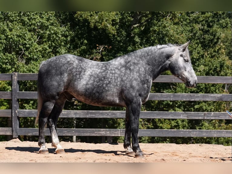 Frison Croisé Hongre 6 Ans 157 cm Gris in Clover