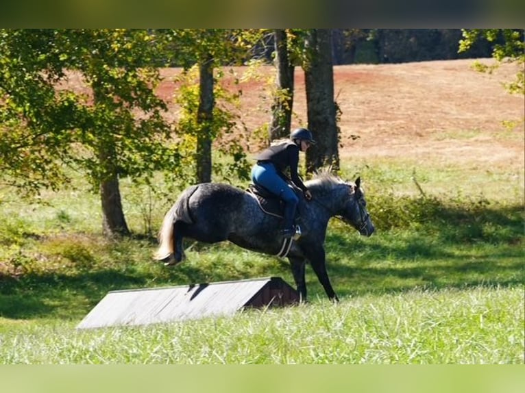 Frison Croisé Hongre 6 Ans 157 cm Gris in Clover