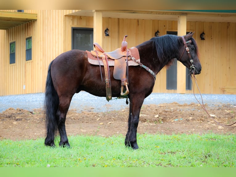 Frison Hongre 6 Ans 157 cm Noir in Flemingsburg KY