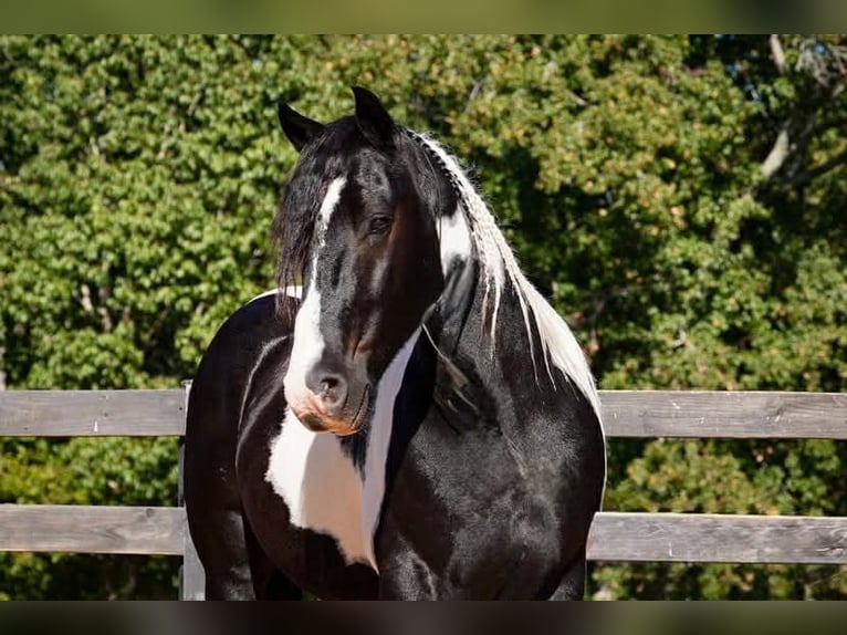 Frison Croisé Hongre 6 Ans 157 cm Pinto in Clover