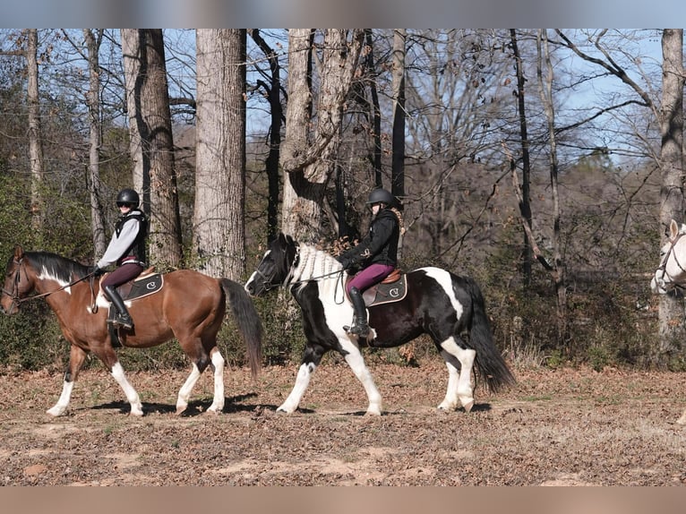 Frison Croisé Hongre 6 Ans 157 cm Pinto in Clover