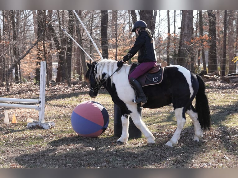 Frison Croisé Hongre 6 Ans 157 cm Pinto in Clover