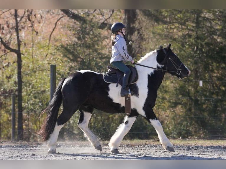 Frison Croisé Hongre 6 Ans 157 cm Pinto in Clover