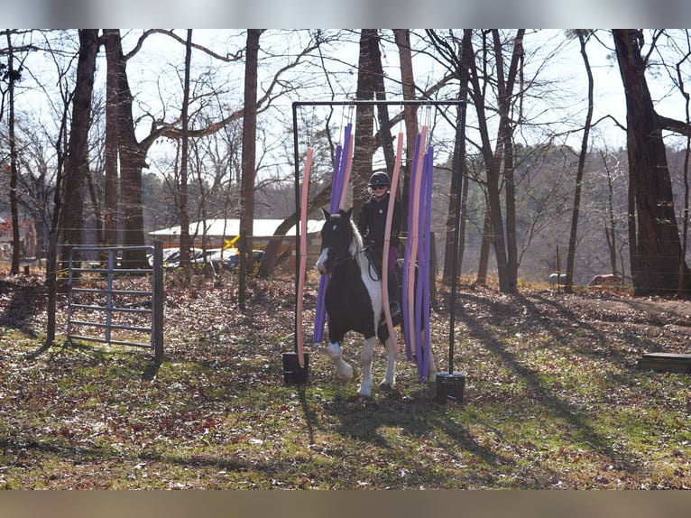 Frison Croisé Hongre 6 Ans 157 cm Pinto in Clover