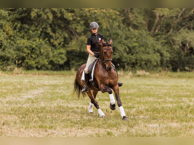 Frison Croisé Hongre 6 Ans 160 cm Bai cerise in Ames
