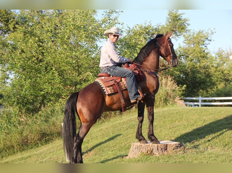 Frison Croisé Hongre 6 Ans 160 cm Bai cerise in Cambridge, IA