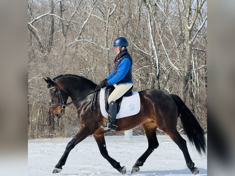 Frison Croisé Hongre 6 Ans 160 cm Bai cerise in Cambridge, IA