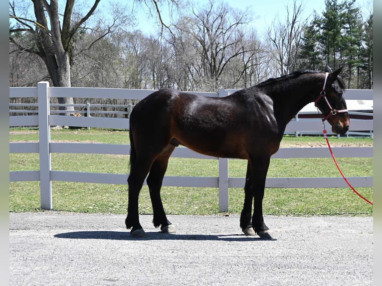 Frison Hongre 6 Ans 160 cm Bai cerise in sturgis MI