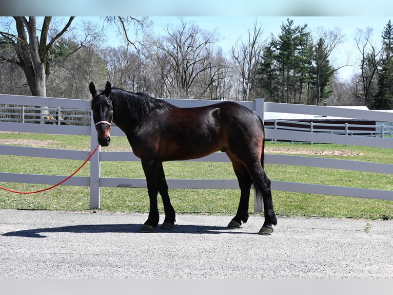 Frison Hongre 6 Ans 160 cm Bai cerise in sturgis MI