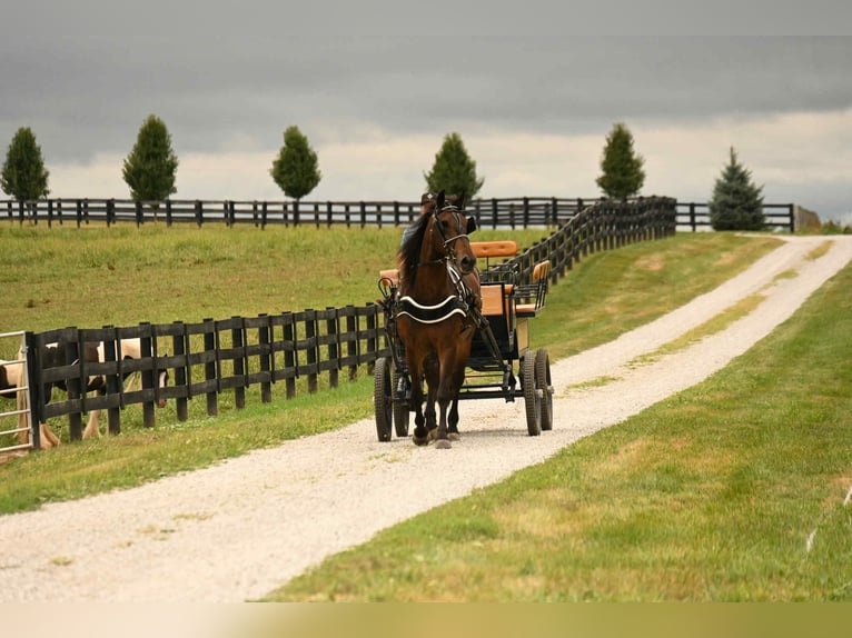 Frison Hongre 6 Ans 160 cm Bai cerise in Wooster Oh