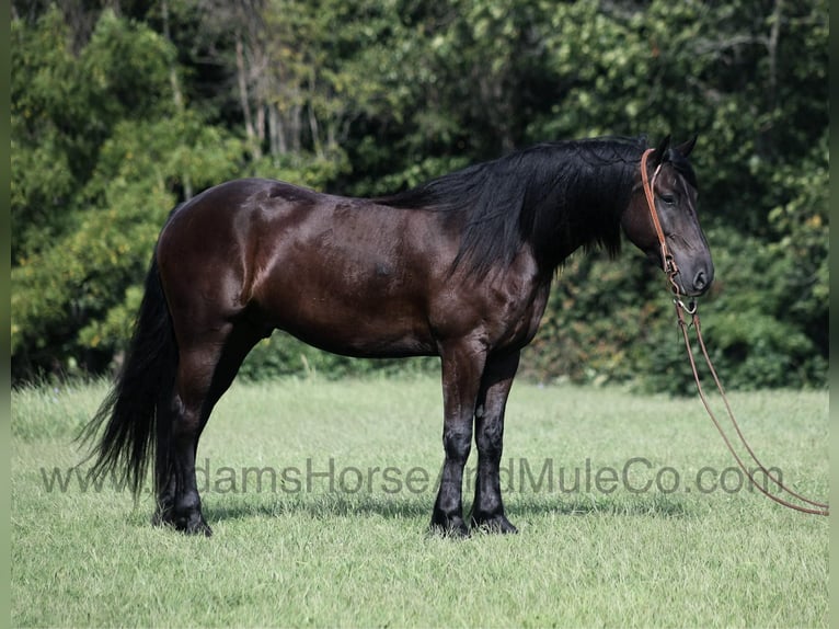 Frison Hongre 6 Ans 160 cm Noir in Mount Vernon