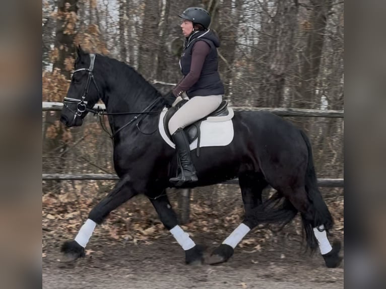 Frison Hongre 6 Ans 161 cm Noir in Leer (Ostfriesland)