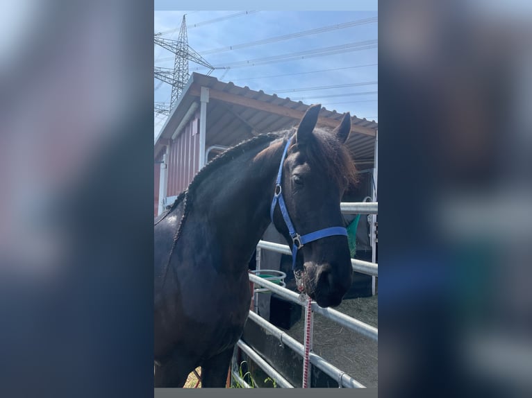 Frison Hongre 6 Ans 162 cm Noir in Bergheim
