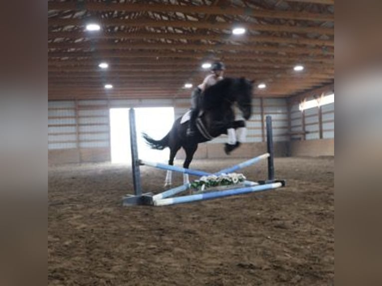 Frison Hongre 6 Ans 162 cm Noir in Howell