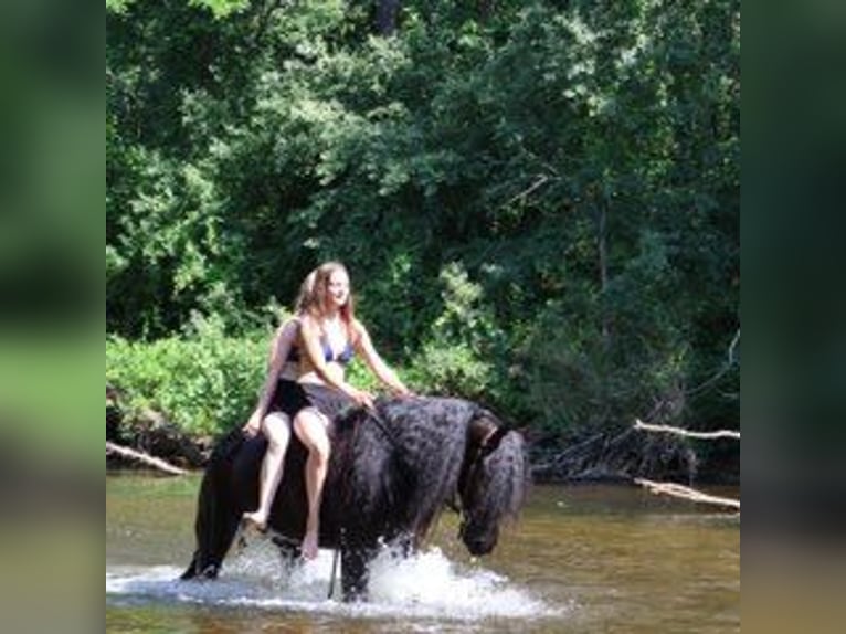 Frison Hongre 6 Ans 162 cm Noir in Howell