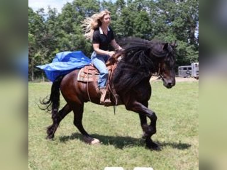 Frison Hongre 6 Ans 162 cm Noir in Howell