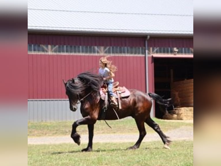 Frison Hongre 6 Ans 162 cm Noir in Howell