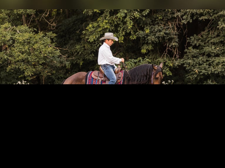 Frison Croisé Hongre 6 Ans 163 cm Bai cerise in Ames