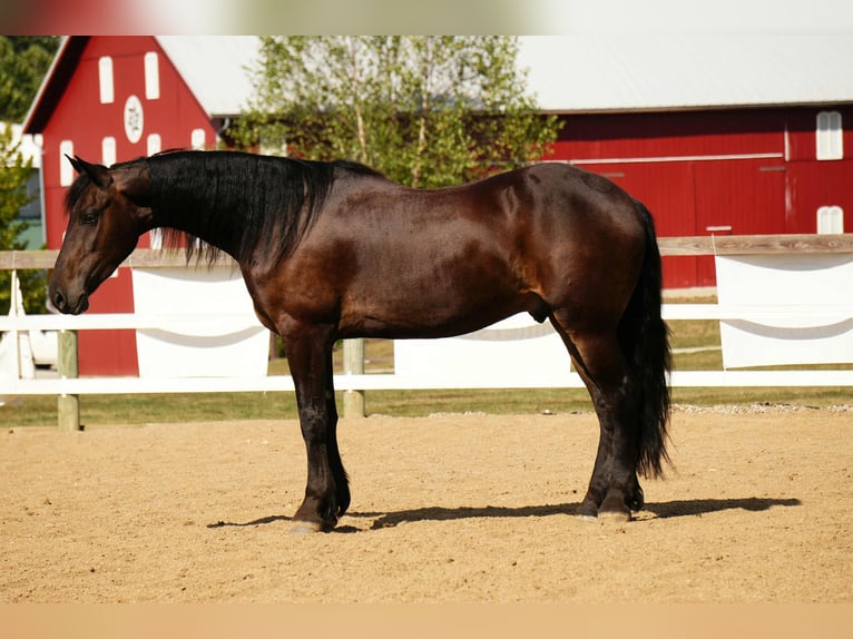 Frison Hongre 6 Ans 163 cm Bai cerise in Fresno