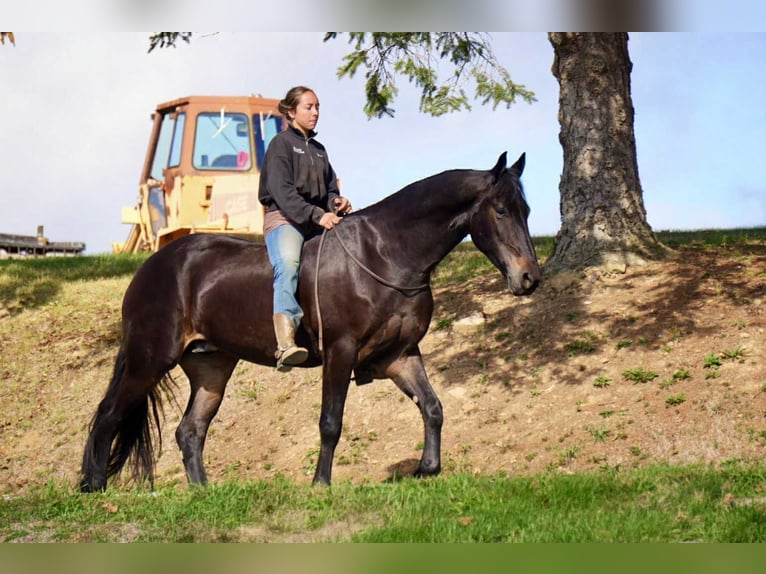 Frison Hongre 6 Ans 163 cm Bai cerise in Fresno