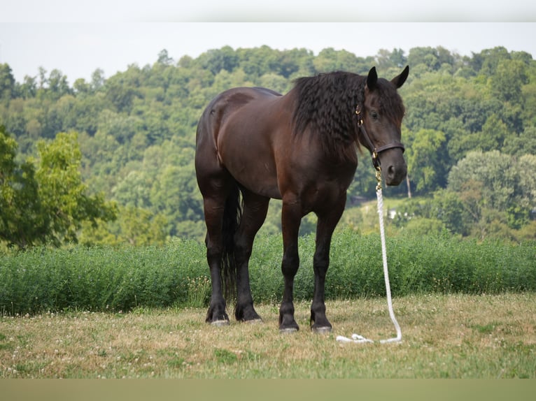 Frison Croisé Hongre 6 Ans 163 cm Noir in Fresno