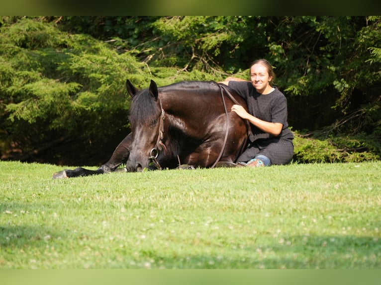 Frison Croisé Hongre 6 Ans 163 cm Noir in Fresno
