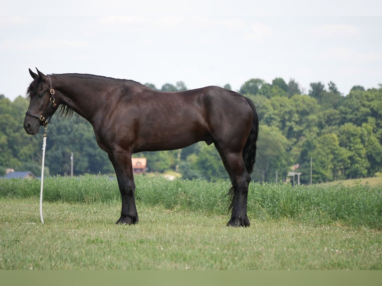 Frison Croisé Hongre 6 Ans 163 cm Noir in Fresno