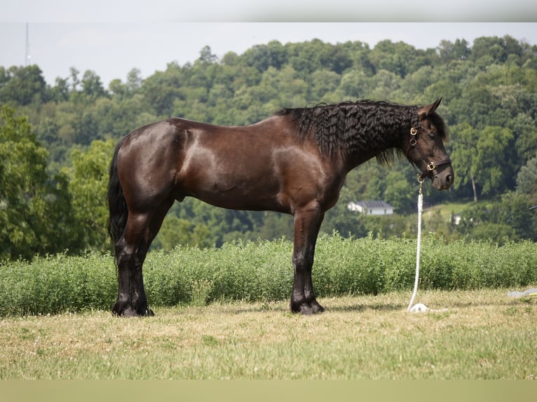 Frison Croisé Hongre 6 Ans 163 cm Noir in Fresno