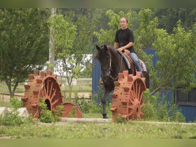Frison Croisé Hongre 6 Ans 163 cm Noir in Fresno