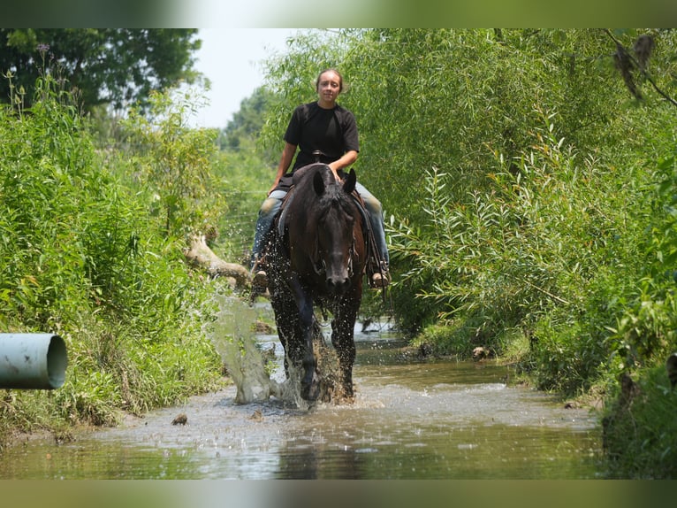 Frison Croisé Hongre 6 Ans 163 cm Noir in Fresno