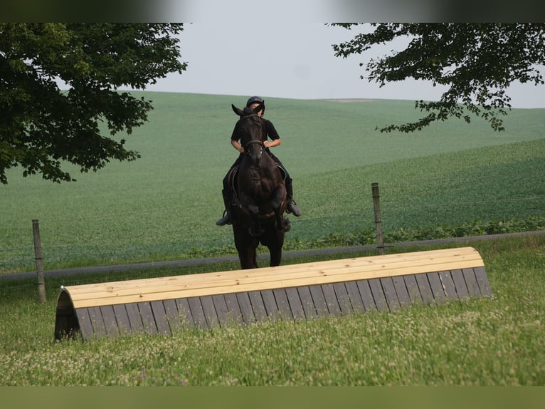 Frison Croisé Hongre 6 Ans 163 cm Noir in Fresno