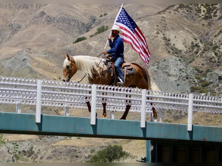 Frison Hongre 6 Ans 163 cm Palomino in Paicines CA